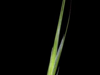 Img.VTax3959.ExN.Img1