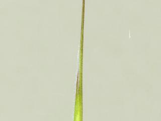 Img.VTax3959.ExN.Img4