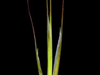 Img.VTax3959.ExN.Img7