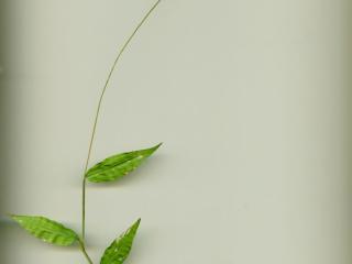 Img.VTax4174.ExN.Img11