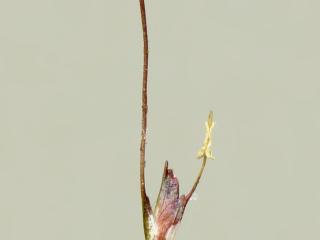 Img.VTax4174.ExN.Img12