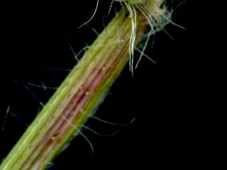 Img.VTax4174.ExN.Img14