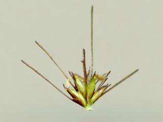 Img.VTax4174.ExN.Img3