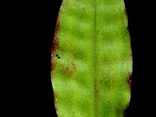 Img.VTax4174.ExN.Img4