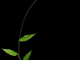 Img.VTax4174.ExN.Img7