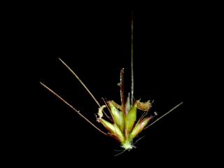 Img.VTax4174.ExN.Img8