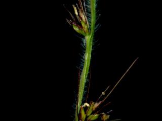 Img.VTax4174.ExN.Img9