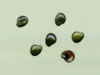 Img.VTax573.ExN.Img15