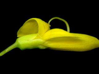 Img.VTax573.ExN.Img2