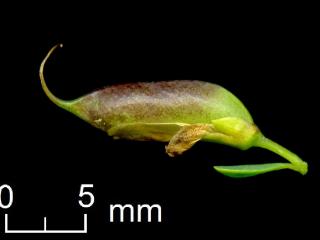 Img.VTax573.ExN.Img4