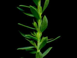 Img.VTax573.ExN.Img7