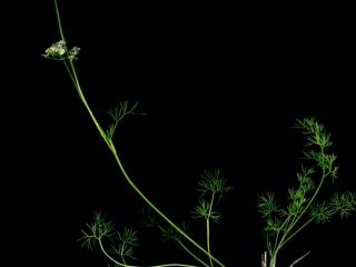 Img.VTax1539.ExN.Img5