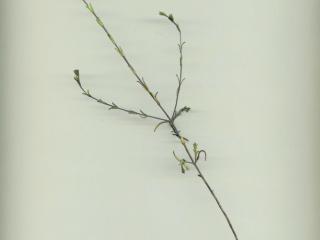 Img.VTax2705.ExN.Img2