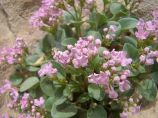 Img.VTax2896.ExN.Img2