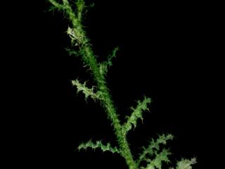 Img.VTax3209.ExN.Img8