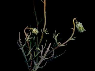 Img.VTax3345.ExN.Img1