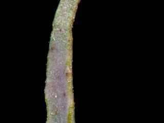 Img.VTax3345.ExN.Img6