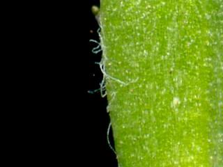 Img.VTax3532.ExN.Img6