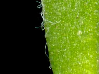 Img.VTax3532.ExN.Img7