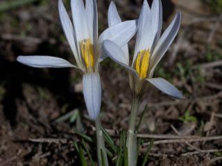 Img.VTax3634.ExN.Img3