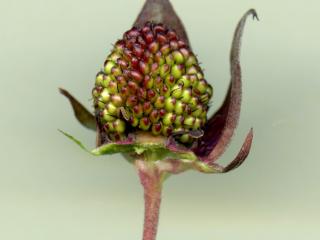 Img.VTax443.ExN.Img1