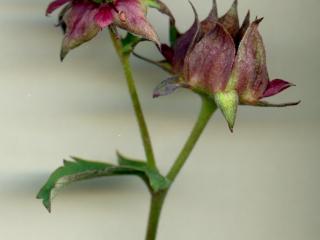 Img.VTax443.ExN.Img10