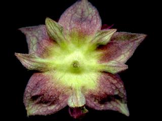 Img.VTax443.ExN.Img11