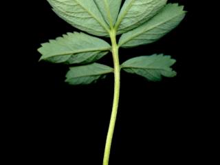 Img.VTax443.ExN.Img12