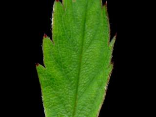 Img.VTax443.ExN.Img13