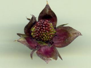 Img.VTax443.ExN.Img4