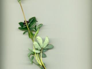 Img.VTax443.ExN.Img8