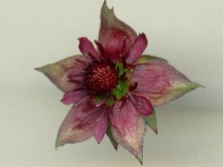 Img.VTax443.ExN.Img9