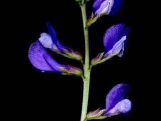 Img.VTax674.ExN.Img12