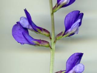 Img.VTax674.ExN.Img8