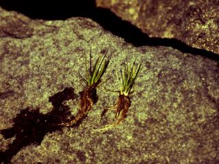 Img.VTax9.ExN.Img7