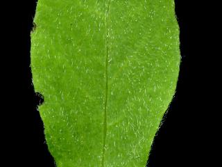 Img.VTax931.ExN.Img17