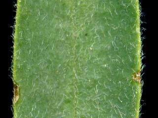 Img.VTax931.ExN.Img3