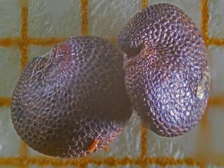 Img.VTax2035.ExN.Img37