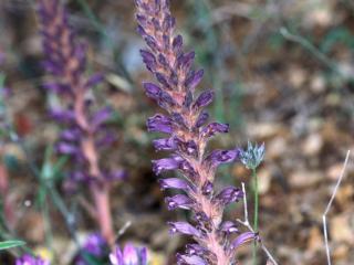 Img.VTax2739.ExN.Img3