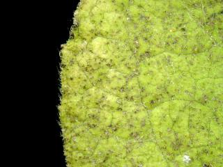 Img.VTax3056.ExN.Img9