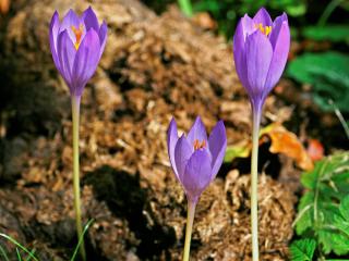Img.VTax3633.ExN.Img12