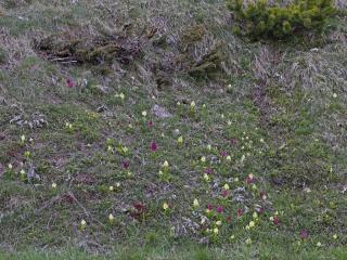 Img.VTax4272.ExN.Img8