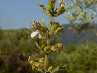 VTax2384.Ex1.Img1