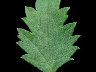 VTax1532.Ex1_.Img17.jpg