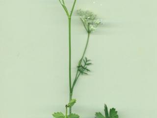 VTax1532.Ex1_.Img1_.jpg