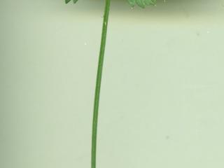 VTax1532.Ex1_.Img2_.jpg