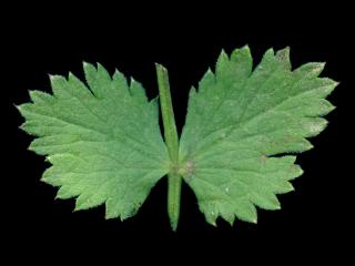 VTax1532.Ex1_.Img9_.jpg