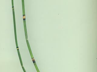 VTax4777.Ex1_.Img8_.jpg