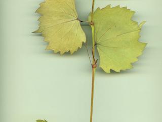 VTax4781.Ex1_.Img1_.jpg