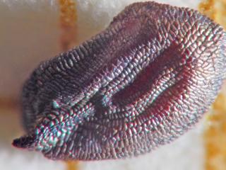 VTax2039.Ex1.Img1